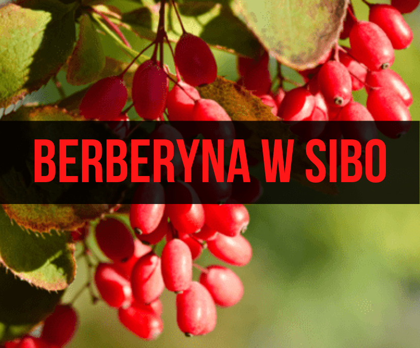 Berberyna w SIBO – wszechstronny suplement