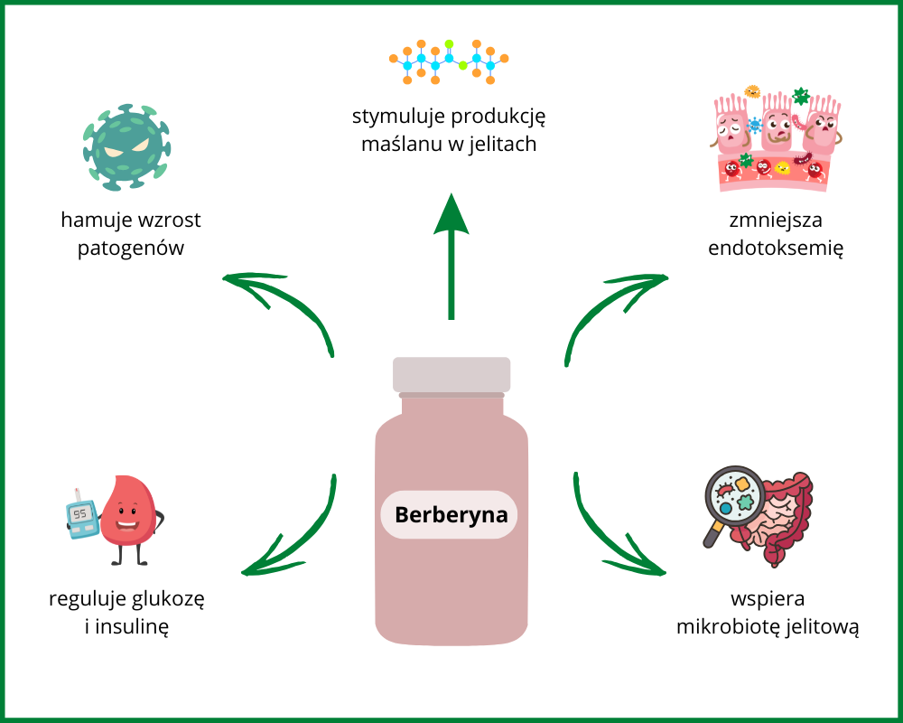 Infografika przedstawiająca działanie berberyny: hamowanie patogenów, regulacja glukozy, wsparcie mikrobioty, zmniejszenie endotoksemii, produkcja maślanu