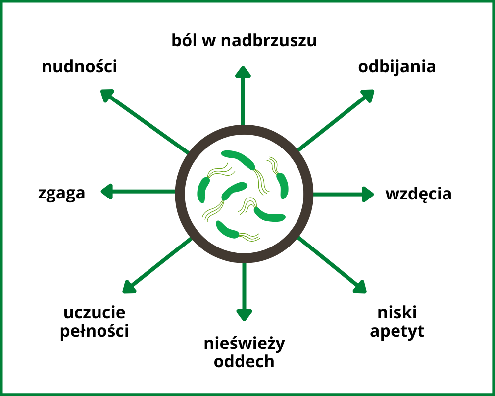 Schemat objawów zakażenia Helicobacter pylori – ból w nadbrzuszu, nudności, zgaga, odbijania, wzdęcia, uczucie pełności, nieświeży oddech, niski apetyt.