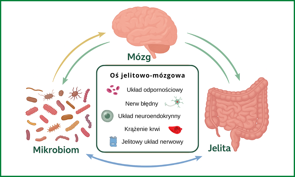 Badanie związku między zdrowiem jelit a dobrym samopoczuciem psychicznym https://michalandrulewicz.pl/wp-content/uploads/2025/05/os-jelitowo-mozgowa.png